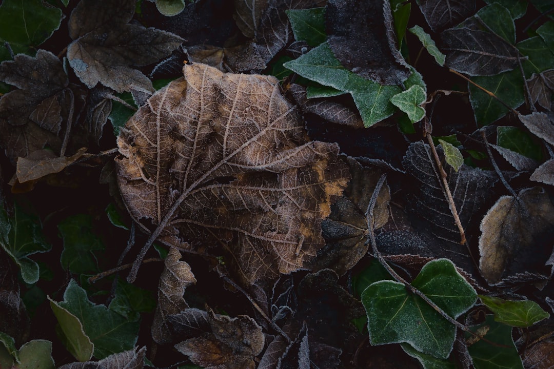 brown and green leaf lot