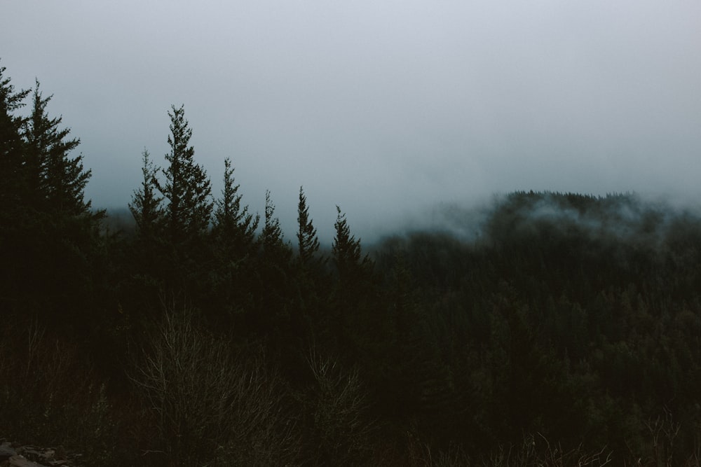 wide angle photo of pine trees