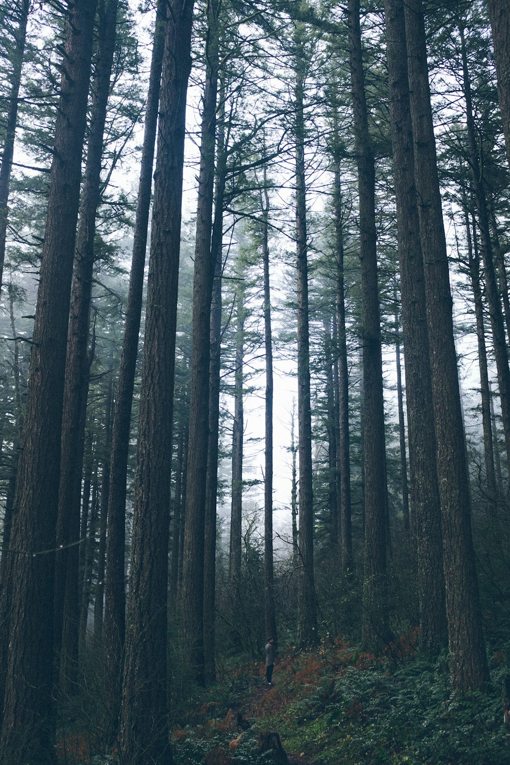 Foto einer Person, die tagsüber im Wald steht