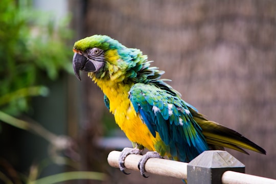 gold and blue Macaw on brown wooden stick in Rotorua New Zealand