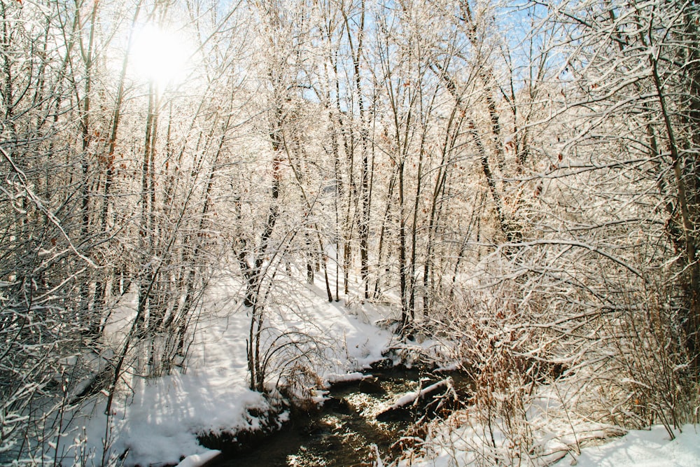 snow-covered bare trees