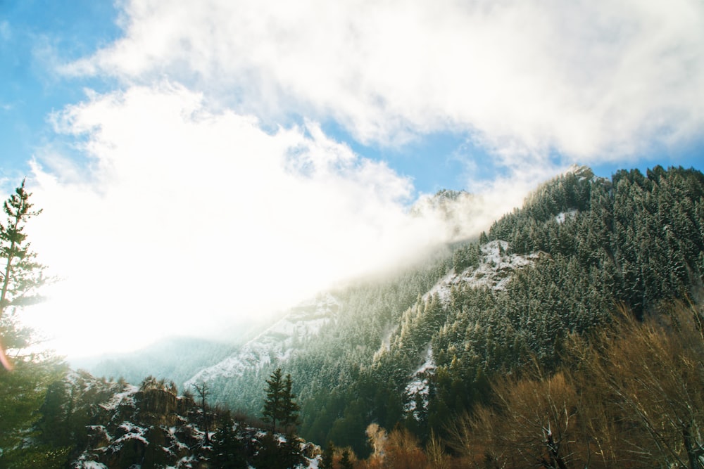 green trees on the mountain photography