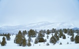 A snowy landscape features rolling hills covered with trees. In the distance, a mountain range fades into the misty sky. In the foreground, several people wearing colorful winter clothing are trekking through the snow.