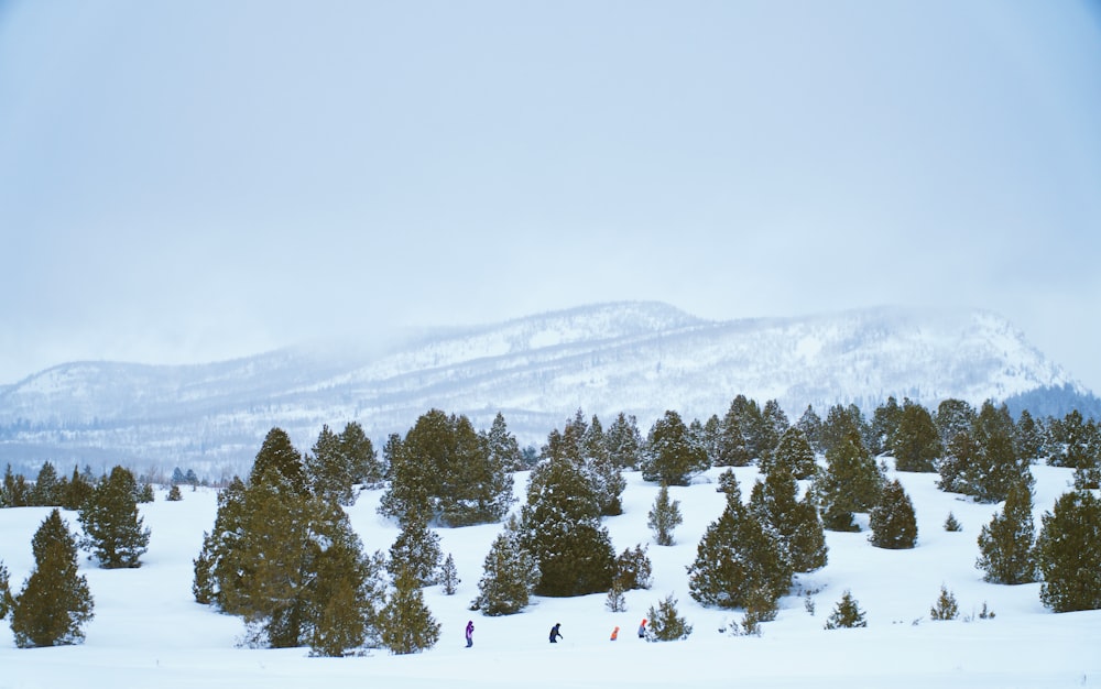 trees filled with snow in front mountain