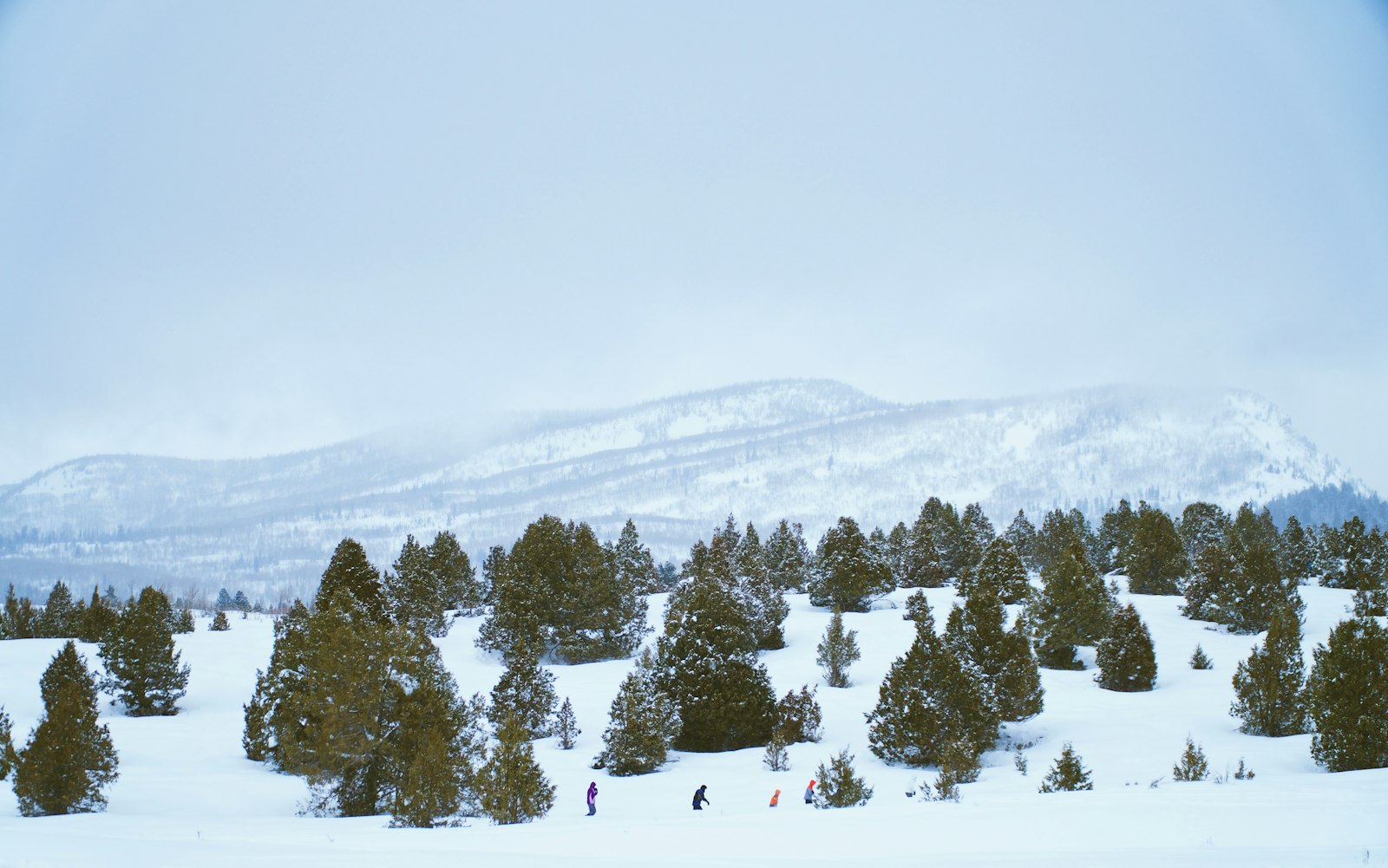 Sony E PZ 18-105mm F4 G OSS sample photo. Trees filled with snow photography