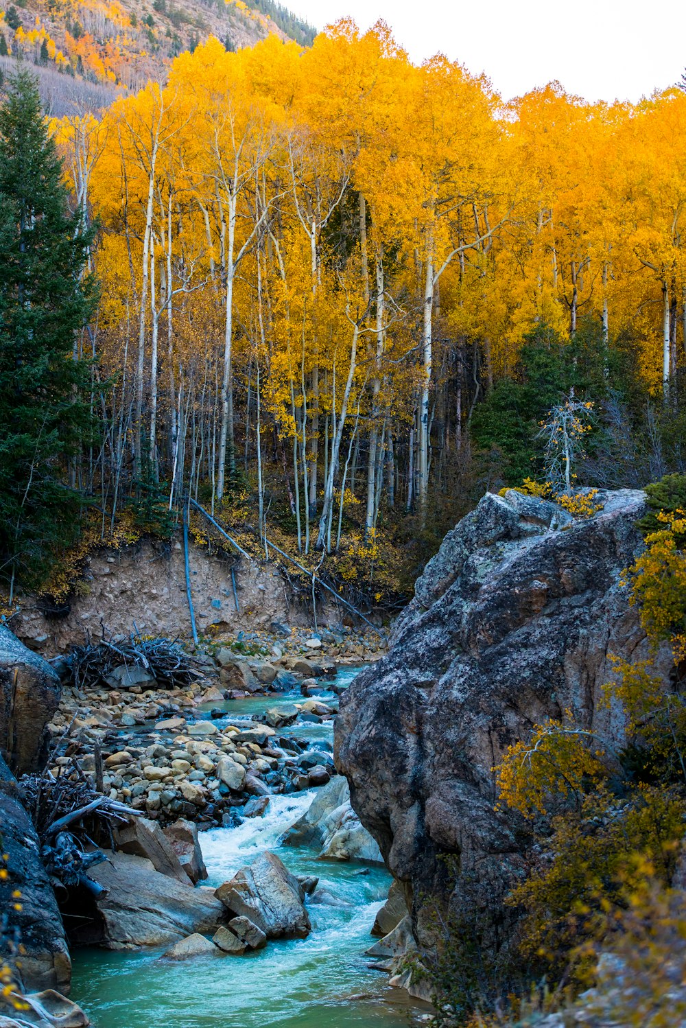 forest near body of water under blue sky