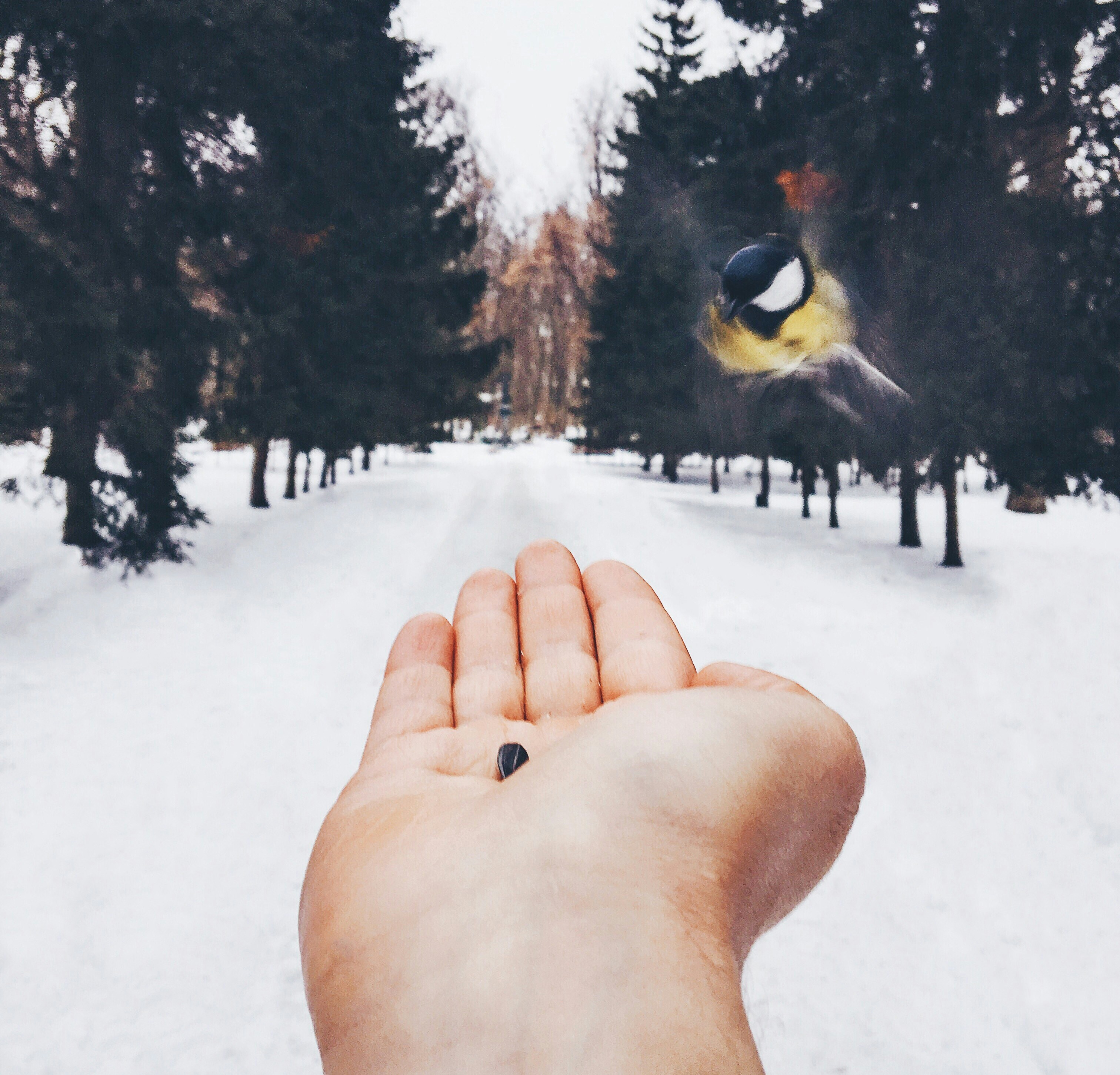 Free Unsplash photo from Max Ostrozhinskiy