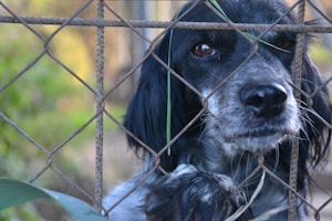 Wireless Freedom Fence