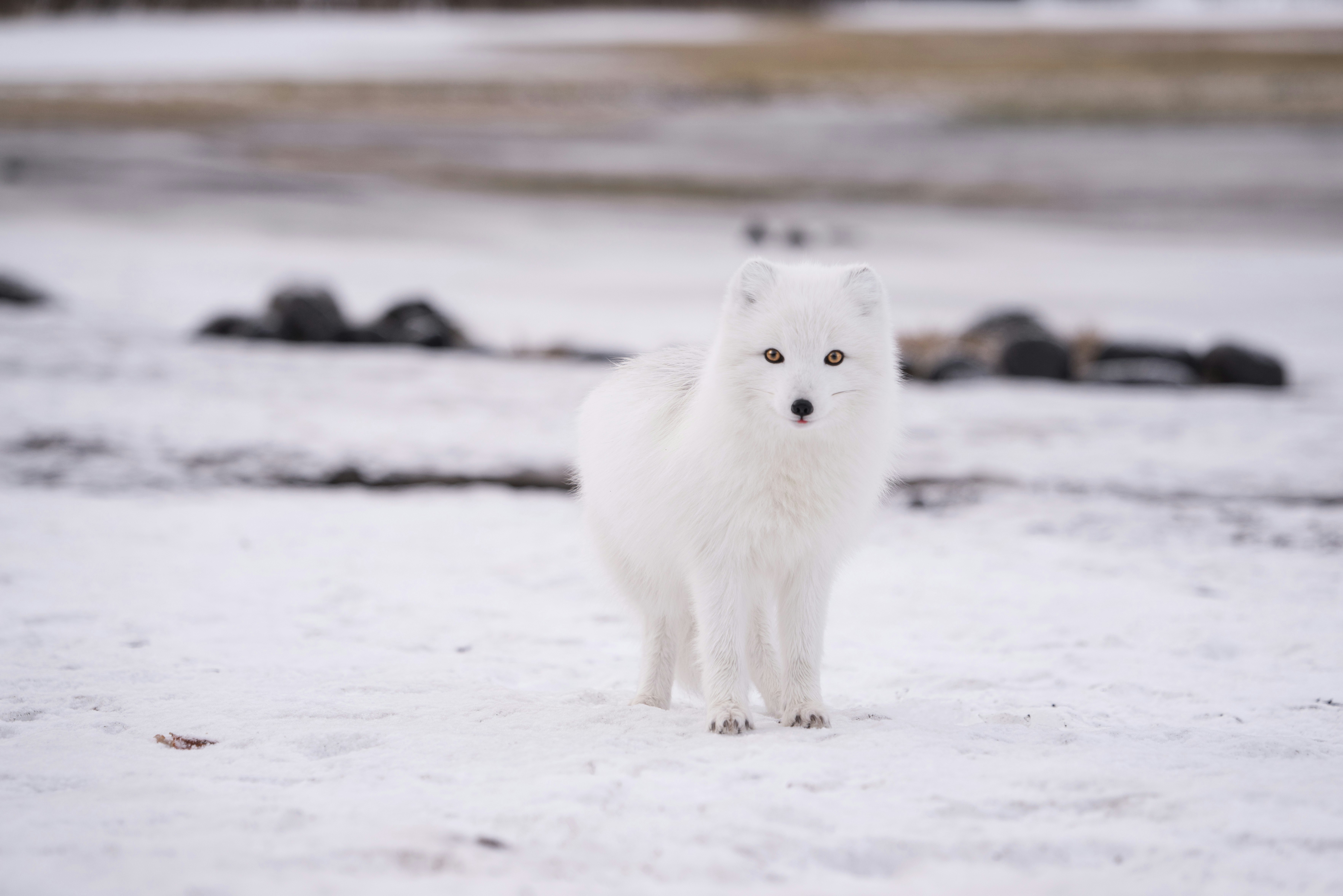 arctic fox