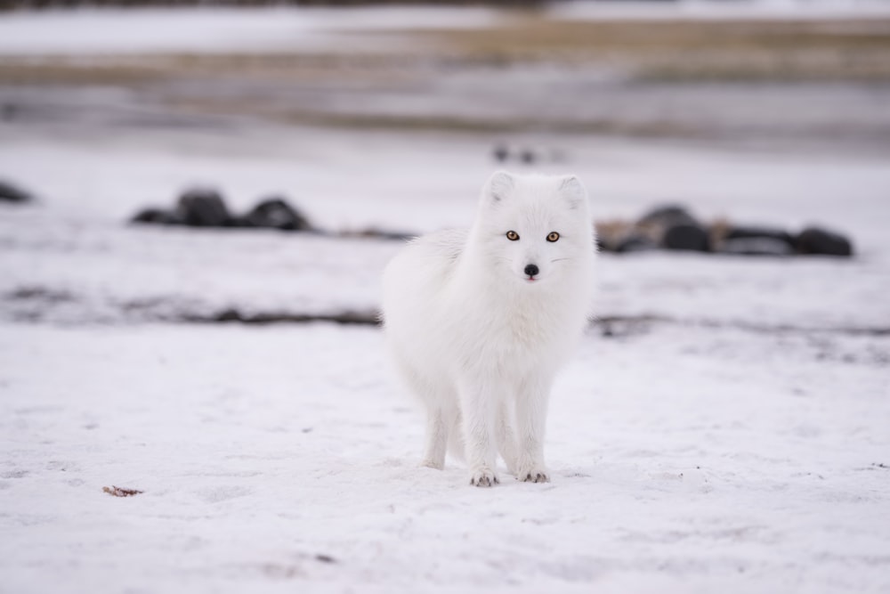 arctic fox