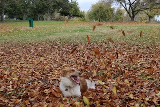 A joyful dog playing in a sunny park, surrounded by vibrant greenery.