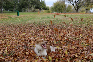 A happy dog playing in a sunlit park surrounded by autumn leaves.