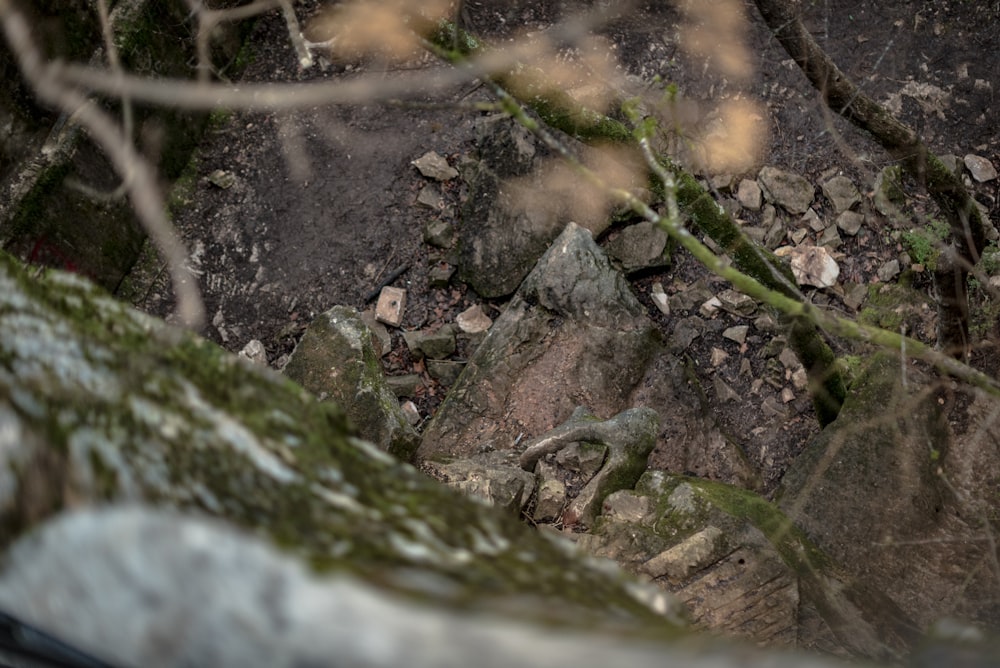 a bird sitting on a rock in the woods