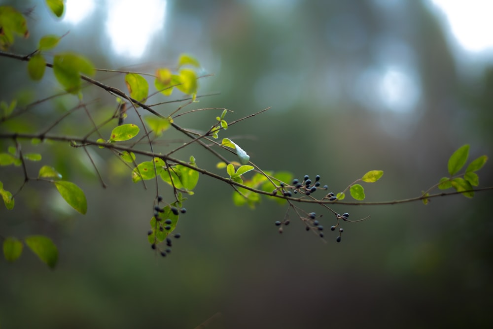 closeup photography of green leaf