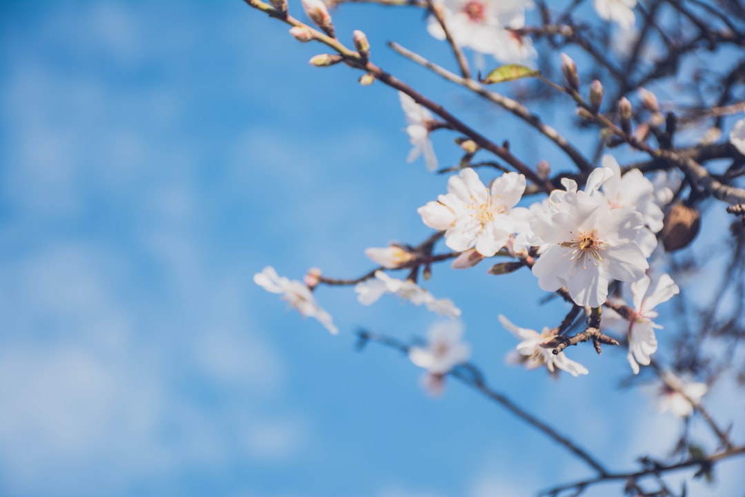 white petal flowers shallow focus photography, Almond Blossom flower
