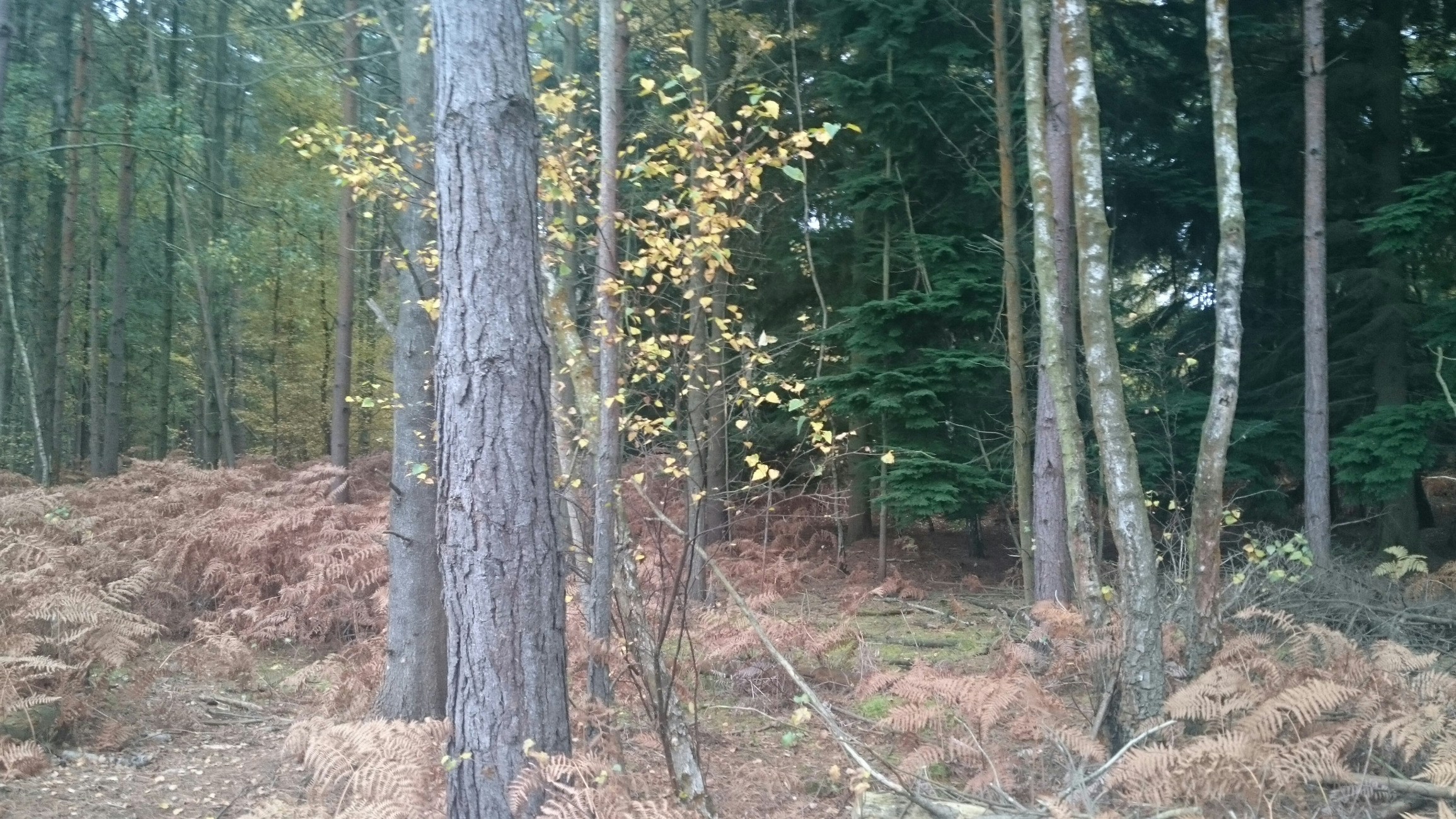 Free Unsplash photo from Nataliya Klymko