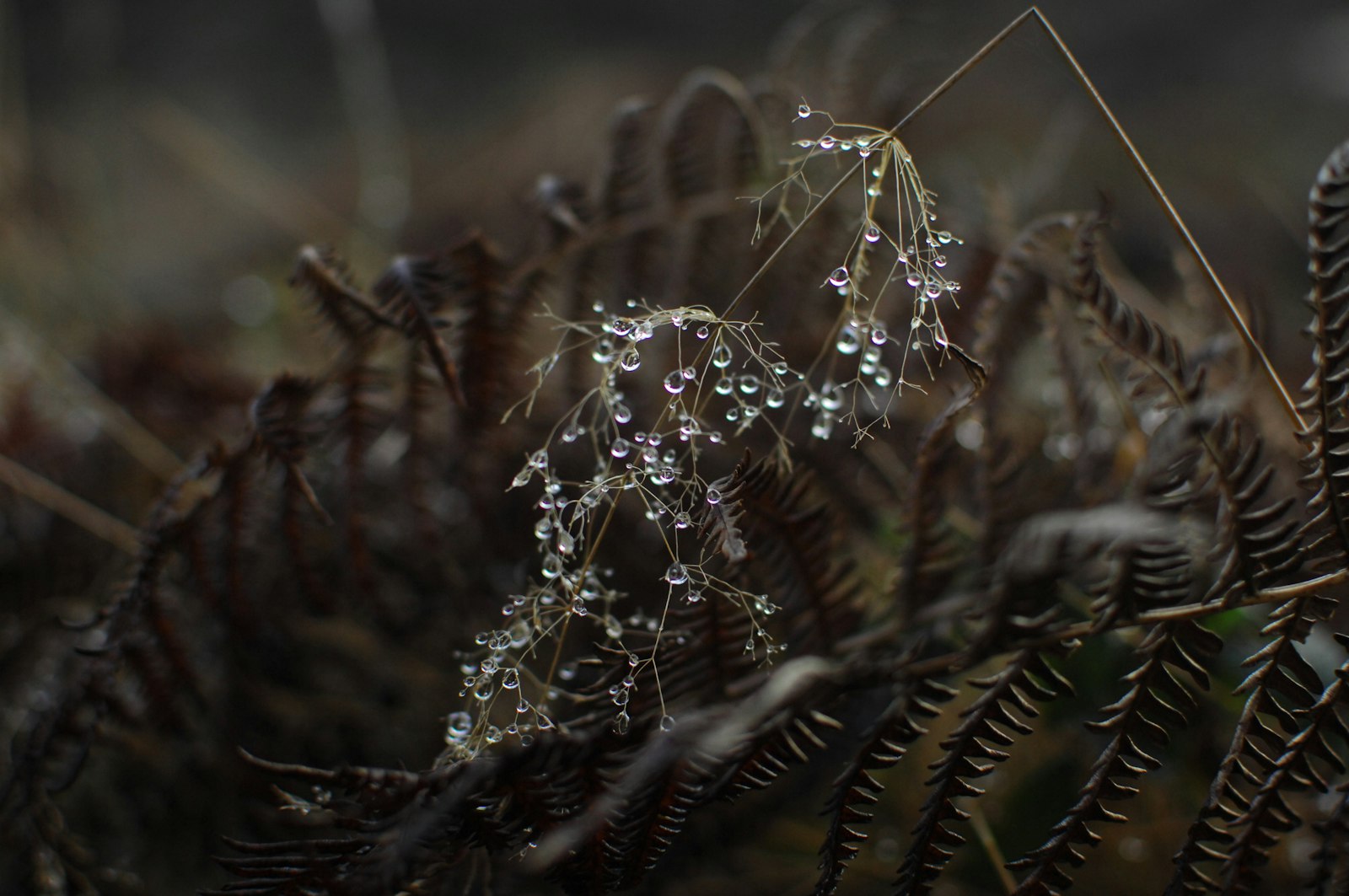 Nikon D2X sample photo. Water droplets on plant photography