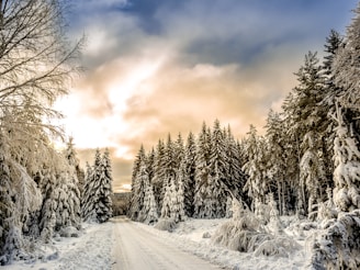 road in between trees covered by snow