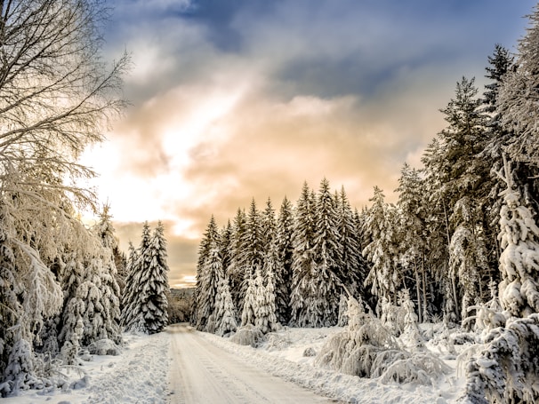 road in between trees covered by snow