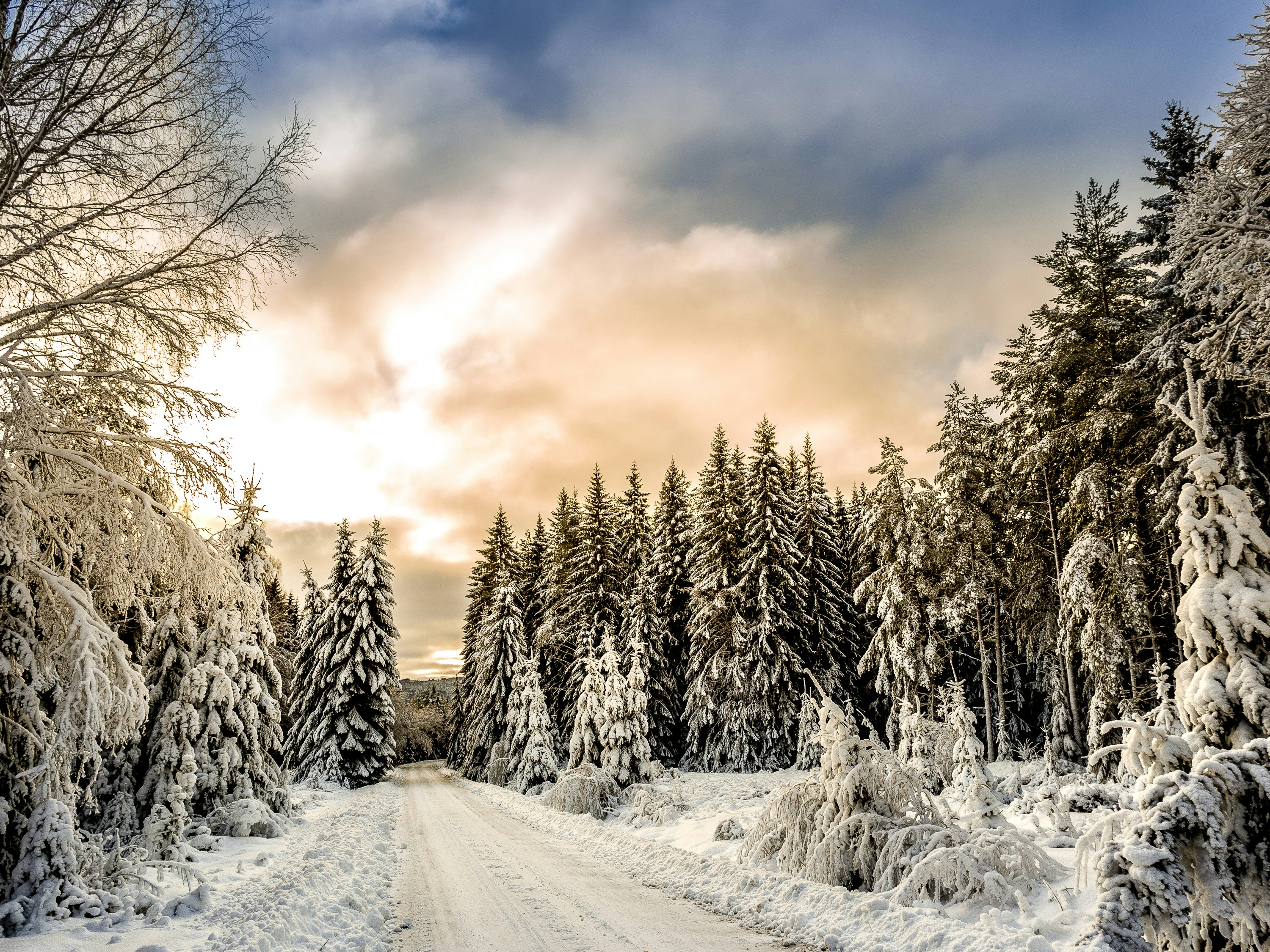 Winter Care Tips for Border Collies
