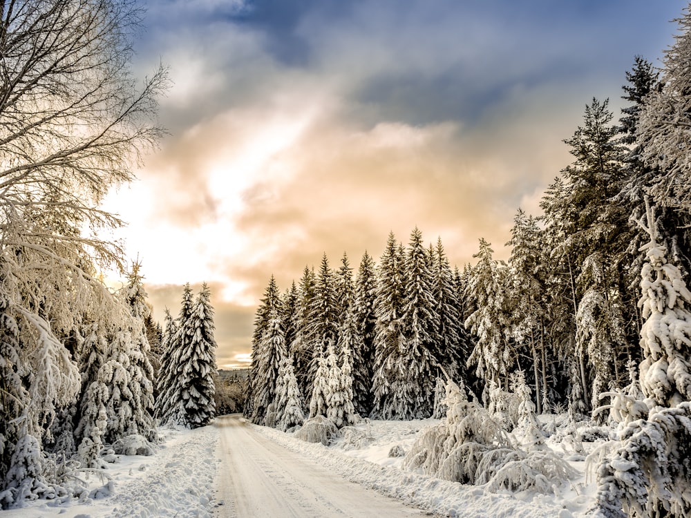 road in between trees covered by snow