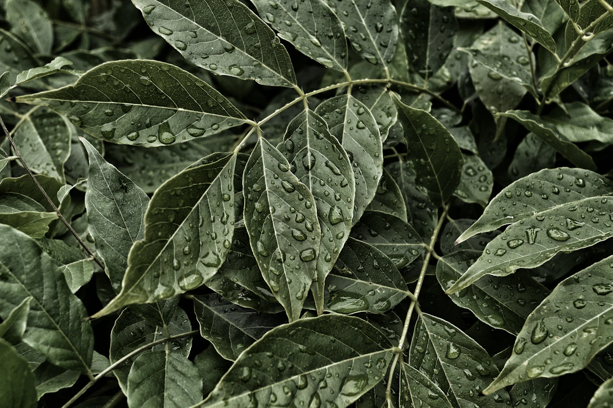 Fresh Curry Leaves