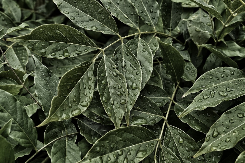 grüne eiförmige Blätter mit Tautropfen