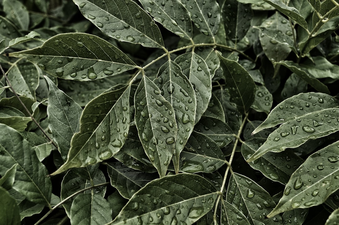 green ovate leaves with dew drops, Dewdrops on leaves