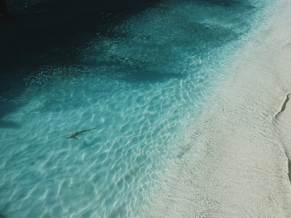 high angle photo of sea with shark