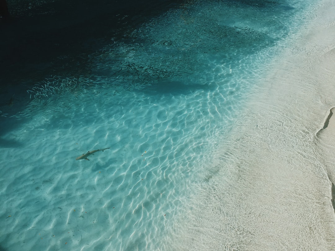 Underwater photo spot Meeru Island Resort & Spa Maldives