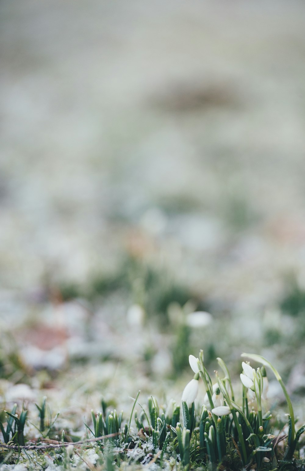 Foto de enfoque selectivo de capullo de flor blanco