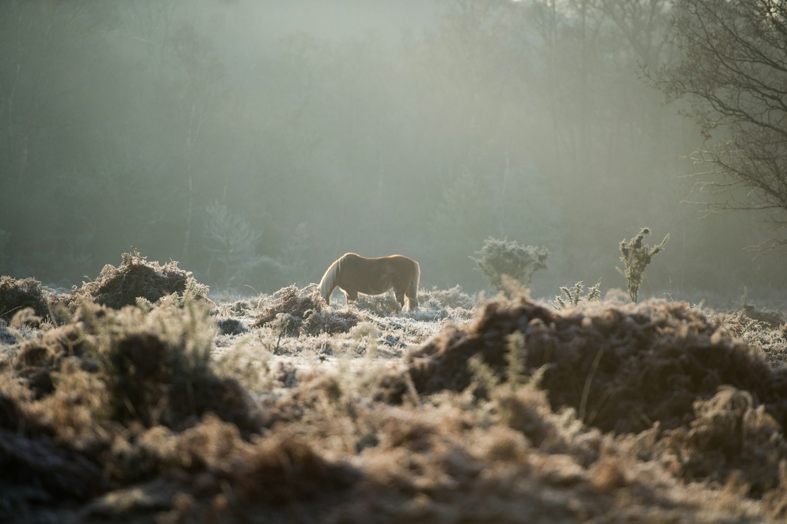 Nikon D4S + Nikon AF-S Nikkor 70-200mm F2.8G ED VR II sample photo. Brown horse photography