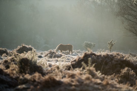 brown horse in New Forest District United Kingdom