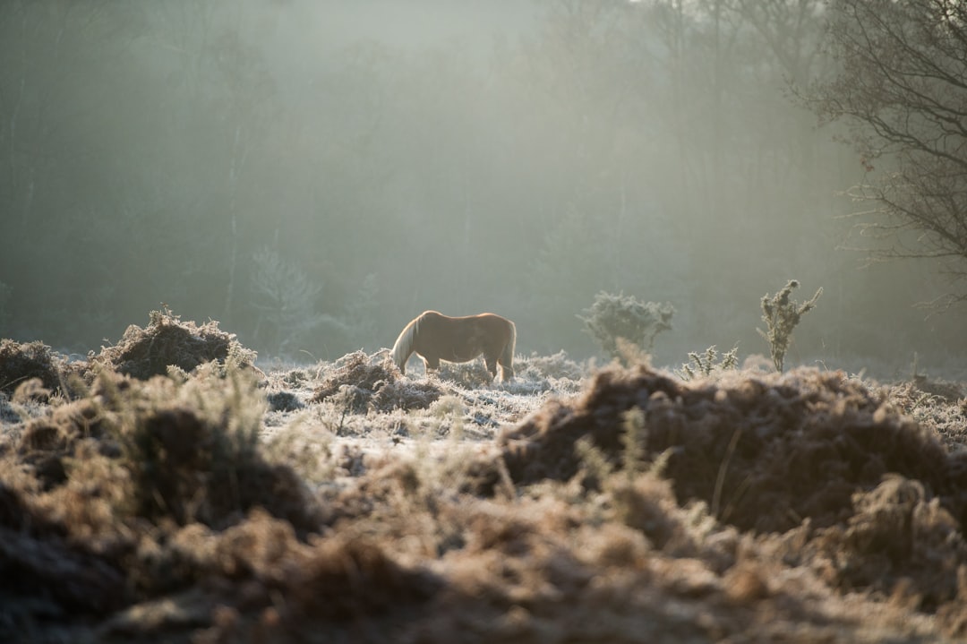 brown horse, New Forest Pony in the fog