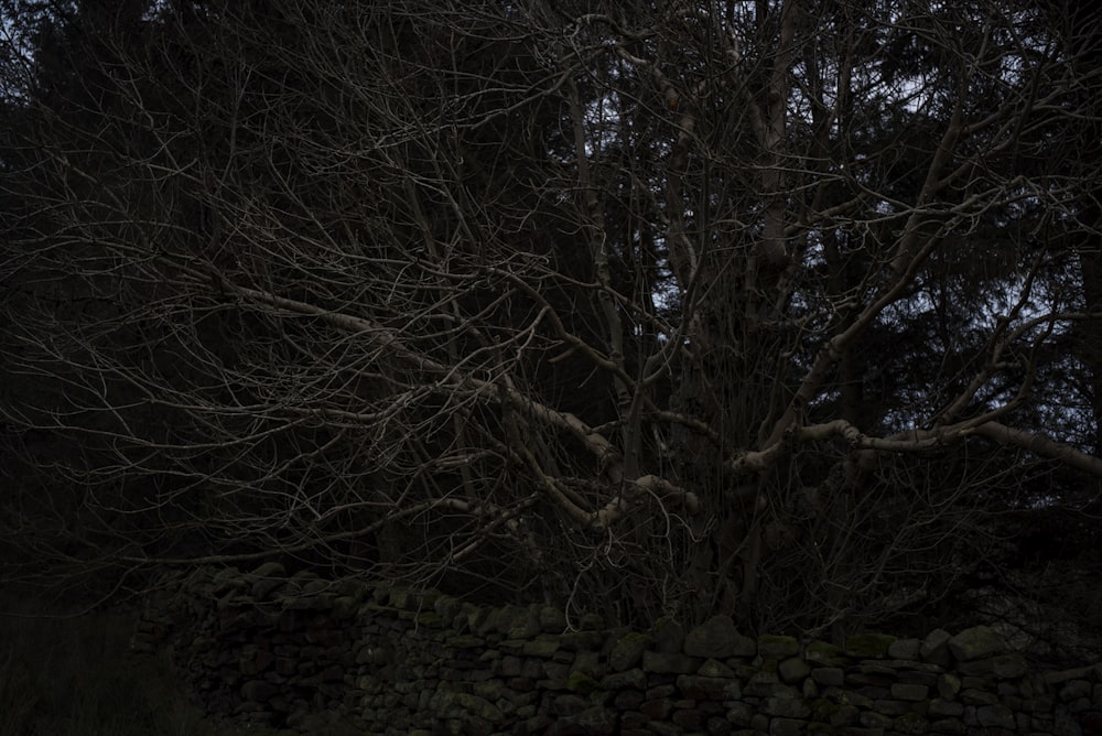 Árbol desnudo durante el día