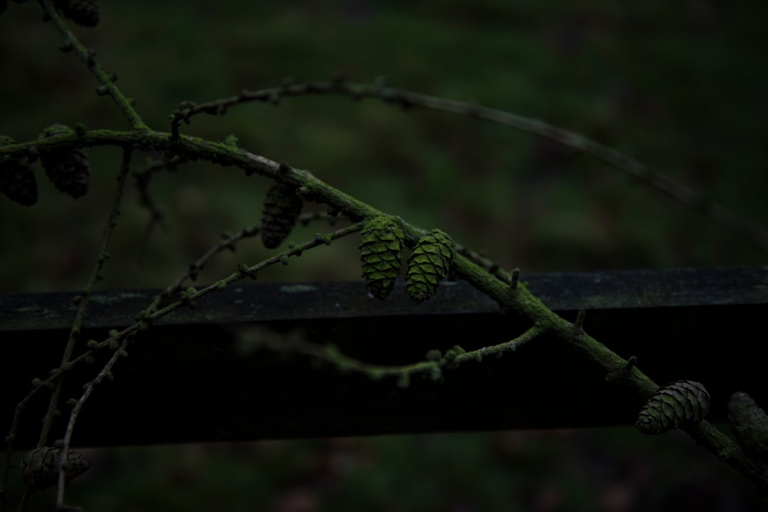 Wildlife photo spot West Yorkshire England