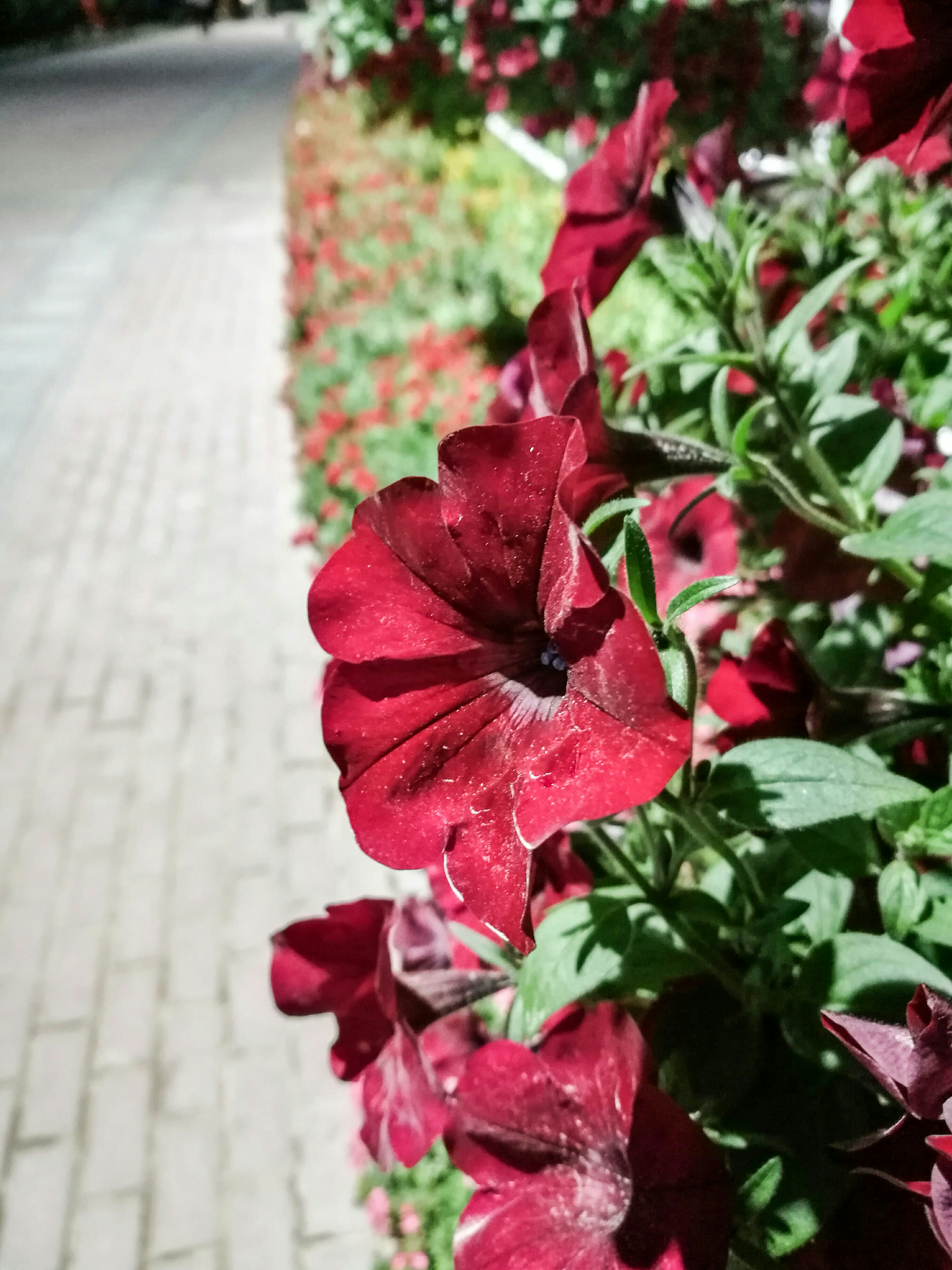 Free Unsplash photo from Arham Awan