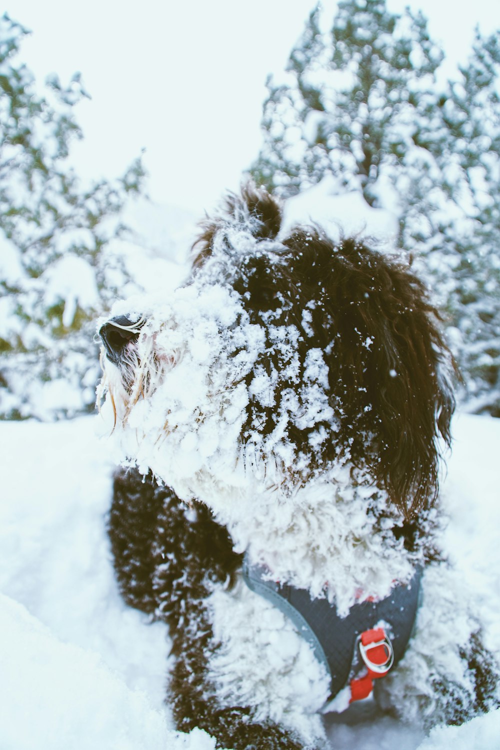 animal cubierto de nieve