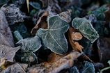 Garden beds covered with straw and leaves as natural frost protection.