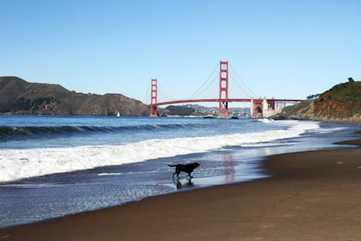 A scenic view of a pet-friendly beach with dogs playing in the sand.