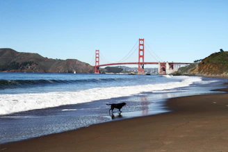 A scenic view of a pet-friendly beach with dogs playing in the sand.
