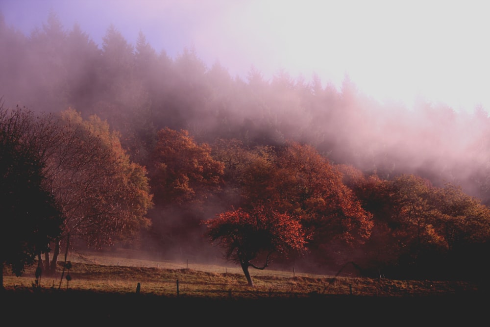 霧のある木々の写真