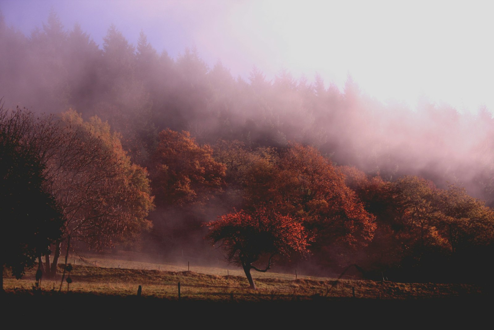 Canon EOS 40D + Canon EF-S 18-55mm F3.5-5.6 II sample photo. Photo of trees with photography