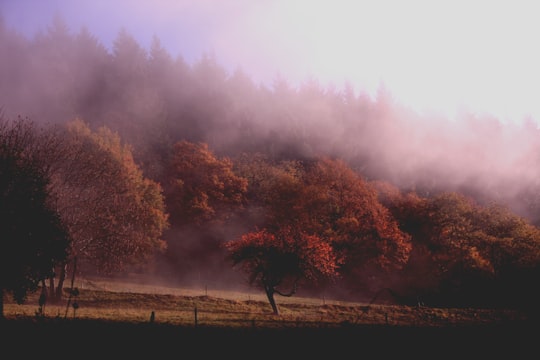 photo of trees with fogs in Münstertal Germany
