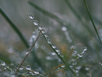 water drop of leaf selective focus photography