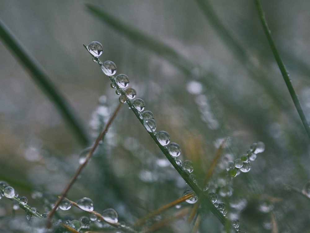 water drop of leaf selective focus photography