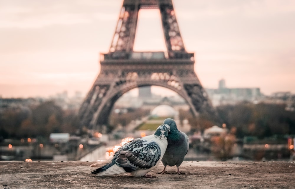 Two pigeons nuzzle on a wall in the Trocadéro, the Eiffel Tower visible in the background