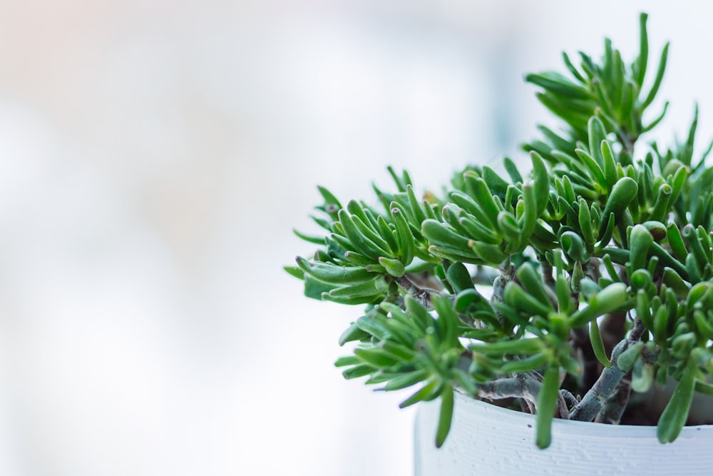 fotografia de foco seletivo de planta de folhas verdes