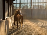 A horse stands indoors in a sunlit arena, with beams of light filtering through large slatted windows. The setting has a serene and warm ambiance, with shadows cast along the sandy floor.