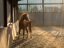 An engaging moment of a rider training with top-tier equipment in a sunlit arena.